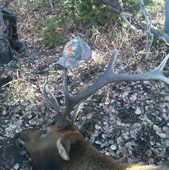 Drop Camps in Steamboat Springs, CO enjoy a hunt you can hang your hat on!